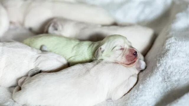 Роди се зелено кученце - голдън ретривър