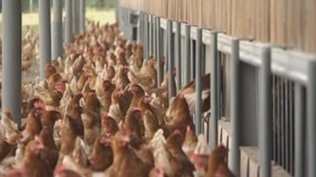 Умъртвяват над 170 000 щастливи кокошки в Асеновградско село, според собствениците птиците са здрави