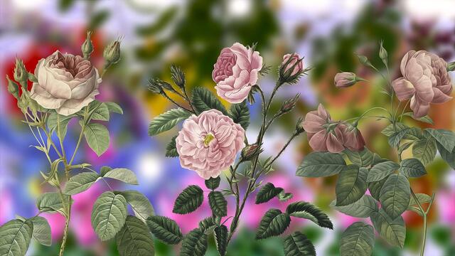 🌹 Digital Art ... Flowers 🌹
