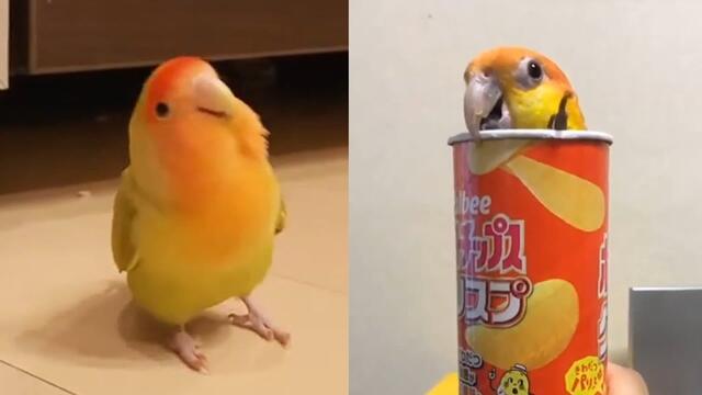 Funny Parrots - Try Not To Laugh | Cutest Parrots Compilation 2021