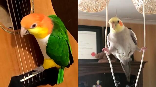 Funny Parrots Going Crazy - Funniest Parrot Videos 2021