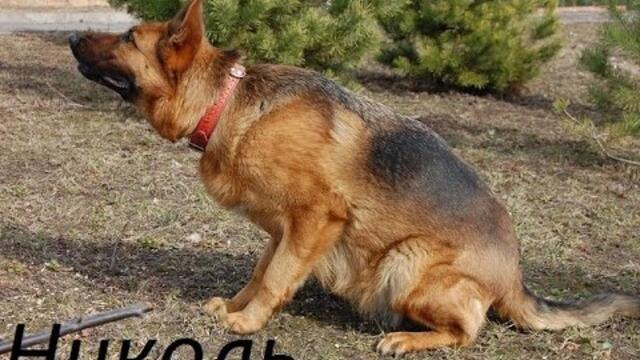 Встреча после долгой разлуки Немецкая овчарка не видела хозяйку два месяца dog and owner reunited