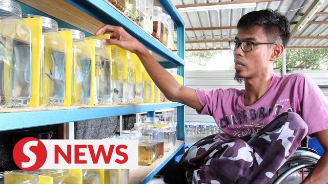 Johorean ‘breeds success’ in betta fish despite his disability