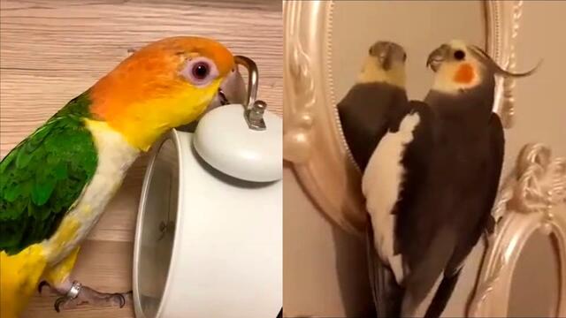 Funny Parrots Doing Funny Stuff - Funniest Parrot Videos 2021 #3