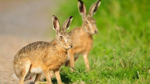 Вижте разселване на диви зайци!!! Ловците с грижа за животните