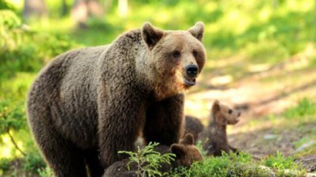 Девет мечки заедно снимаха смели ловци ...Вижте ги!!!!