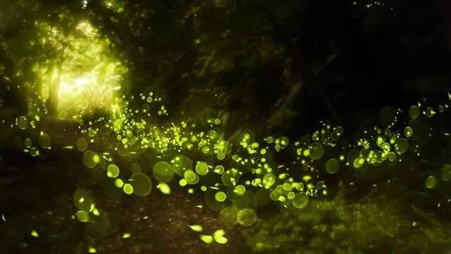 Танцуващи светулки ︵‿ 🤍🌹 ♛ 🎵 ╰⊱♡⊱╮💓️ Synchronous fireflies light
