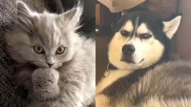 These Cute And Funny Animals Will Make Your Day Positive - Cutest Animal Videos 2021