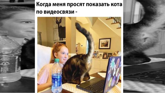 Мемы 2022 #мемы #мемы2022 #коты #кошки #котики #приколы #юмор #смешныкоты #смешныекошки #про100мемы