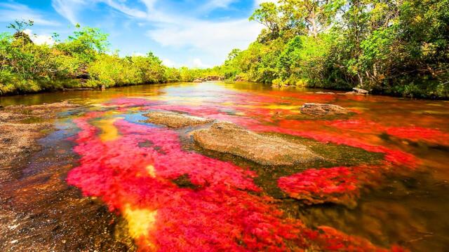 世界上最美麗的彩虹河，被稱為液體彩虹，河中還有世界上最古老的岩石，哥倫比亞彩虹河，Cano Cristales，Colombia，the most beautiful liquid rainbow