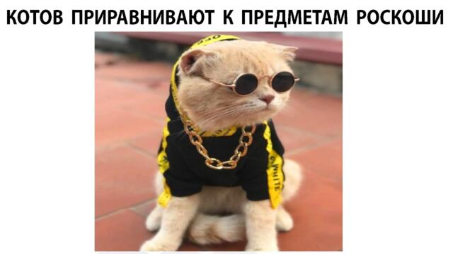 #мемы2022 #мемы #мем #приколы #коты #котики #мемчики #мемыпро100  #мемыдня #смешныекоты #про100мемы