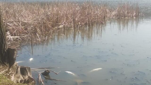 Eкологична катастрофа - 20 тона мъртва риба в язовир Засмяно заради води от свинекомплекс