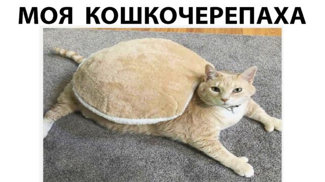 Мемы 2022 ( Про100 мемы ) выпуск 347 - Мой кот Мастер маскировки