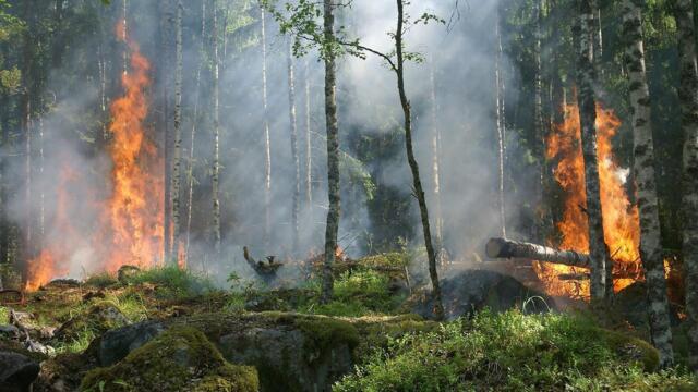 Пожари в Панагюрище - В бедствено положение заради пожар, обхванал над 2000 дка гора