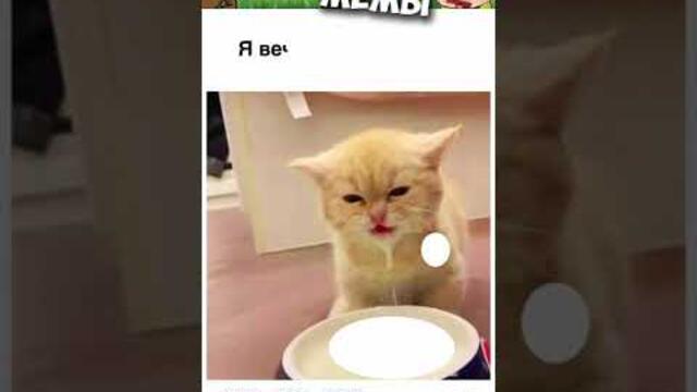 #приколы #лютыеприколы #мемы #мем #мемы2022 #юмор #коты #кошки #котики #котята #кот #мемыпро100