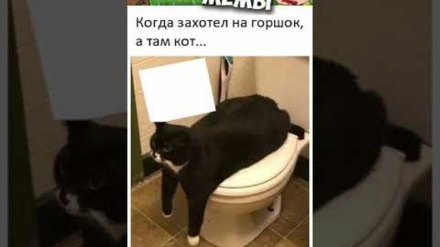 Мемы 2022 #мемы #мем #коты #котики #приколы #кошки #кот #котик