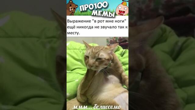 Мемы #котики и #кошки #подпишись
