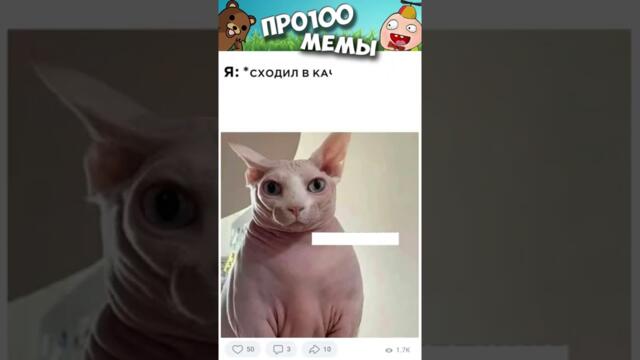 #приколы #юмор #коты #кошки #мемы #мем #котики