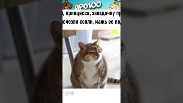 Мемы с Котами #анекдоты #юмор #приколы #мемы #shorts