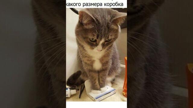 Мемы с Котами #анекдоты #юмор #приколы #мемы #shorts