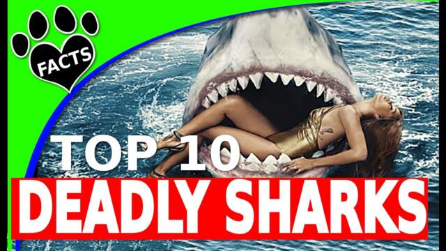 Shark Week: Top 10 Deadliest Sharks Most Deadly Sharks - Animal Facts