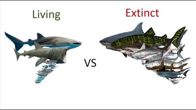 Shark size comparison Living Extinct