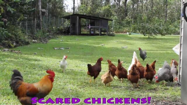 Scared Chickens - Funny