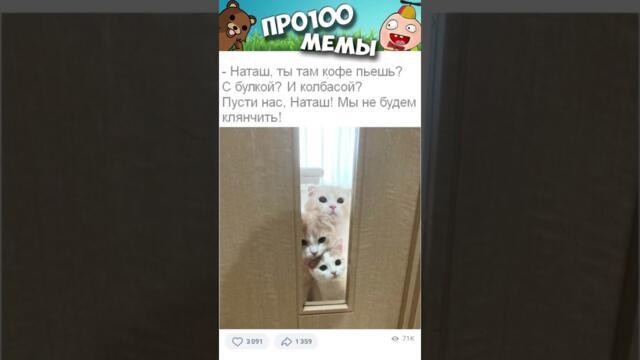 Мемы с котами #мемы #приколы #шутки
