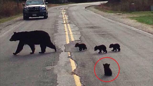 Полицейский решил помочь медведица и ее детенышам перейти дорогу, но дальше произошло невероятное❗