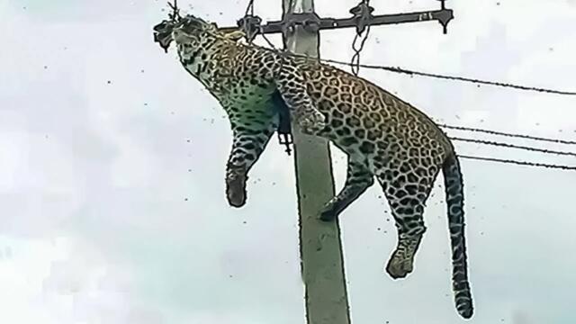 20 Insane Moments Animals Get Electrocuted
