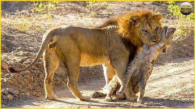 The Worst Fate Of The Hyena When The Lion Destroyed The Whole Family | Wildlife Documentary