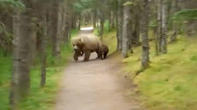 5 Unexpected Bear Encounters Caught On Camera