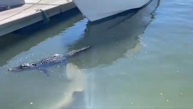 Tourist Captures Shark Biting Alligator's Foot in South Carolina