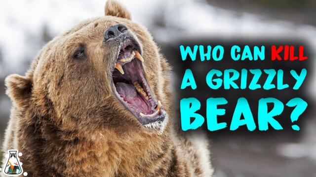6 Animals That Could Defeat A Grizzly Bear