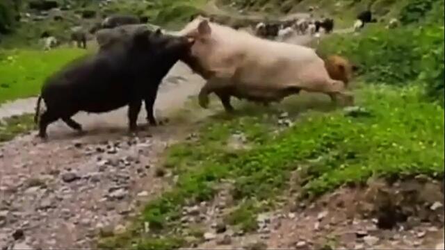 Свинья против кабана реальный бой! Свинья защищает своих поросят!
