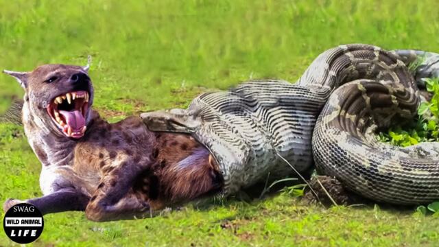 Bloodthirsty Python Uses Huge Mouth To Swallow Hyena And What Horror Happened? | Wild Animals