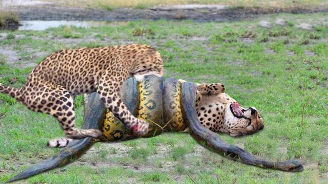 OMG! Giant Python Hunt Leopard Cubs When Mother Leopard Hunting Impala, Anaconda vs Crocodile