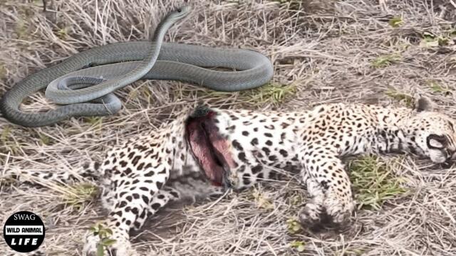 Incredible ! Black Mamba Attacks Leopard To Steal Prey And What Happened After?