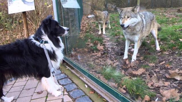 Wolf and dog - friendly encounter