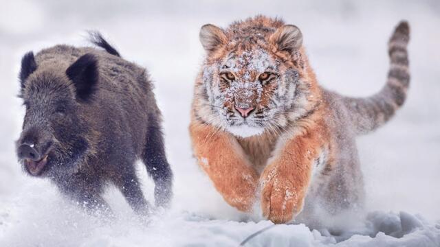 Амурский тигр – быстрый и опасный Владыка тайги! Самый крупный из семейства кошачьих!