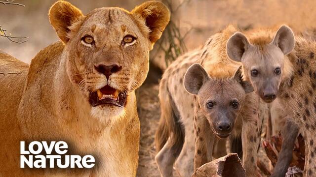Lion Pride Protects Newborn Cubs from Predators | Love Nature