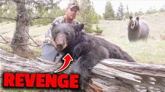 This Black Bear Takes Revenge On Hunter Alex Machado