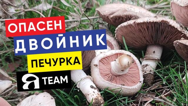 Полски #печурки и техните опасни #двойници