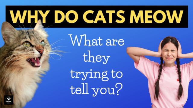 What Does The MEOW Really Mean?