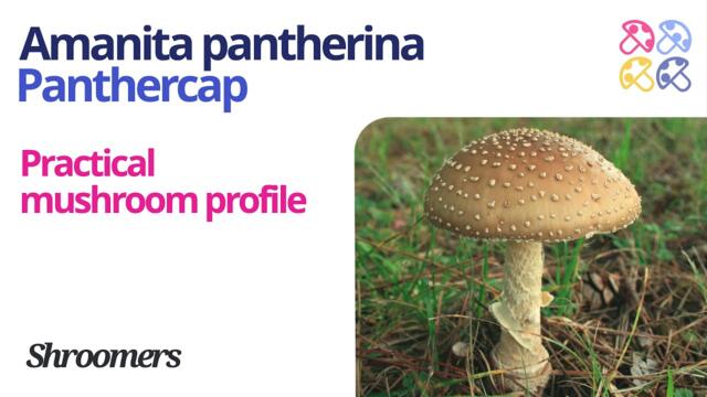 Panthercap (Amanita pantherina) | Practical Mushroom Profile | Shroomers