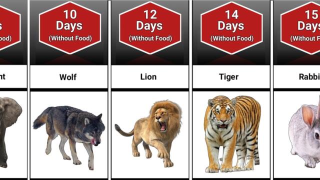 How long animal can live without Food