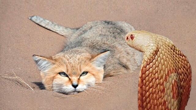 Кот Который Ест Змей И Скорпионов. Барханный Кот- Самый Выносливый Кот В Мире....