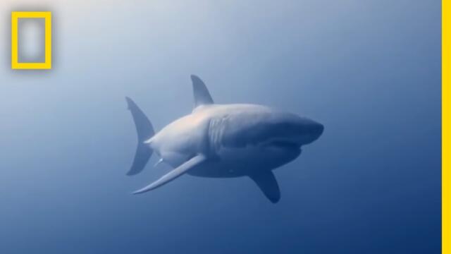 How to Identify a Bull Shark | Raging Bull Shark