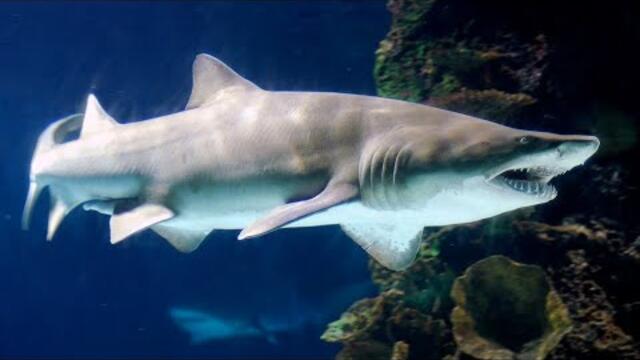 Facts: The Sand Tiger Shark