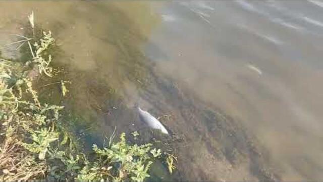 Екологична катастрофа в река Марица, плуват тонове мъртва риба